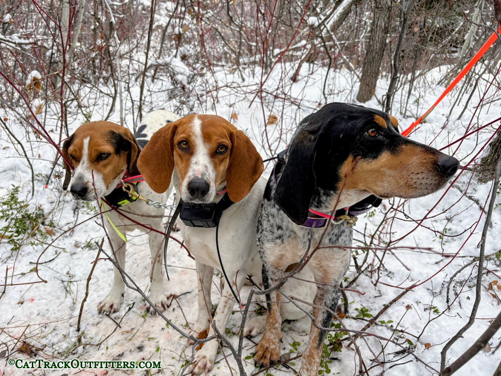 Mountain Lion Hunting in Western Colorado with hounds