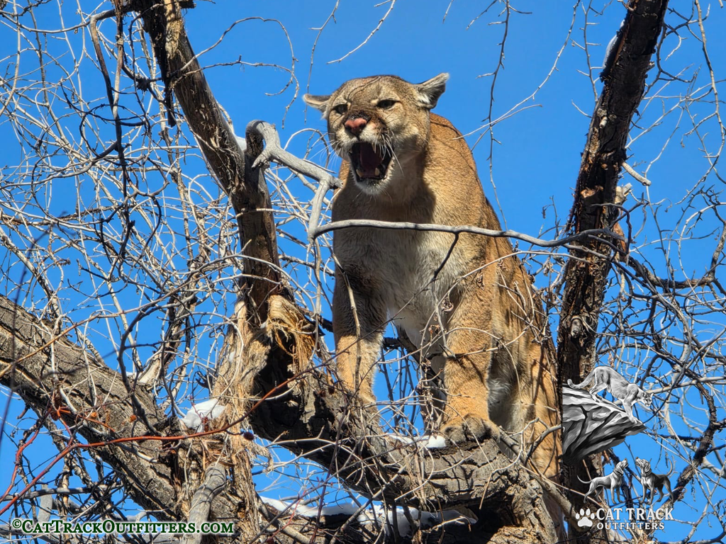 guided mountain lion hunting