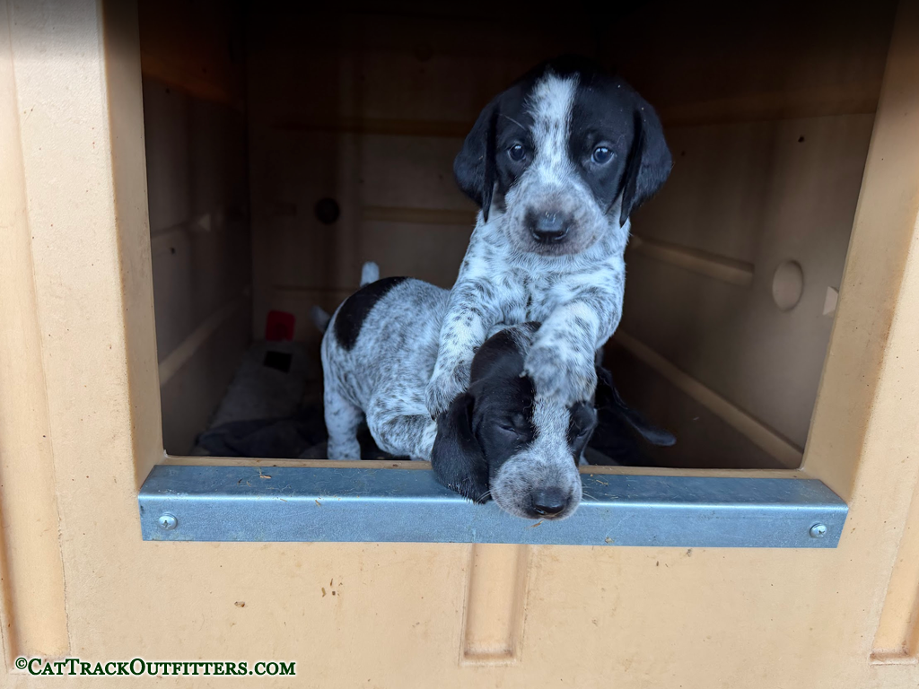 Mountain Lion Hunting Dog