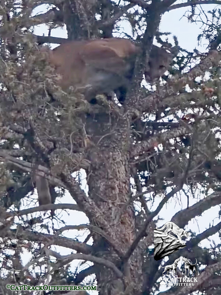 Colorado mountain lion hunts