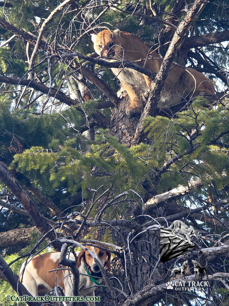 Mountain Lion Hunting in Colorado