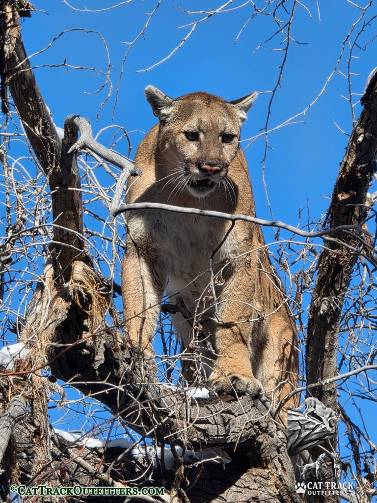 Mountain Lion treed - Hunting with Cat Track Outfitters