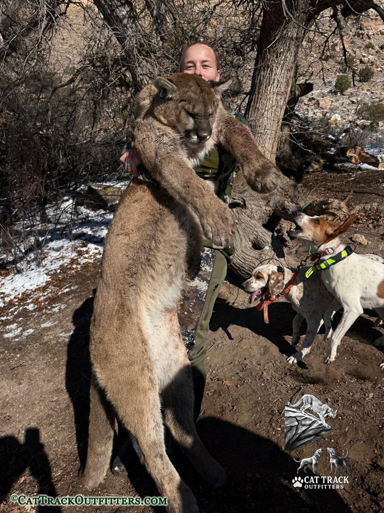 Colorado Mountain Lion Hunt