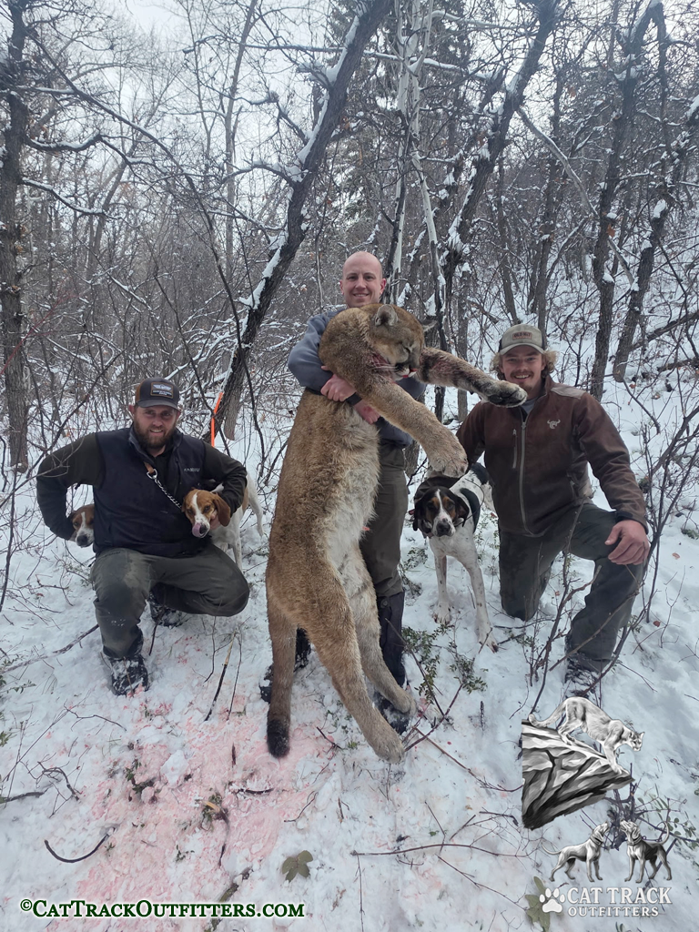 Mountain Lion Hunting with Cat Track Outfitters