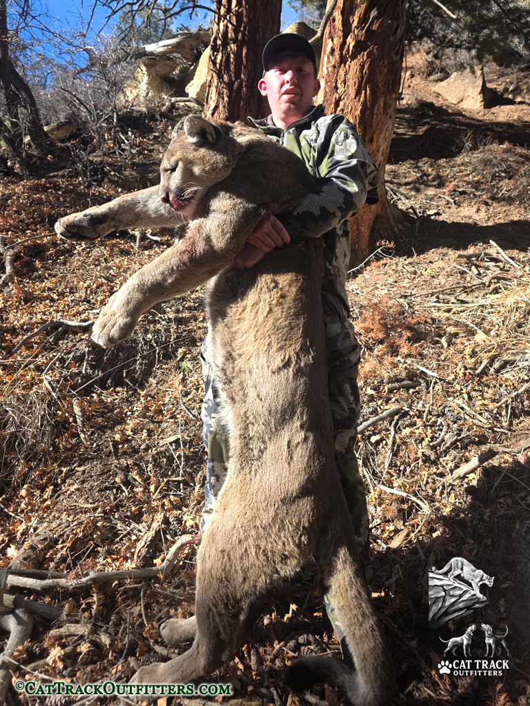 Another successful Guided Mountain Lion Hunt