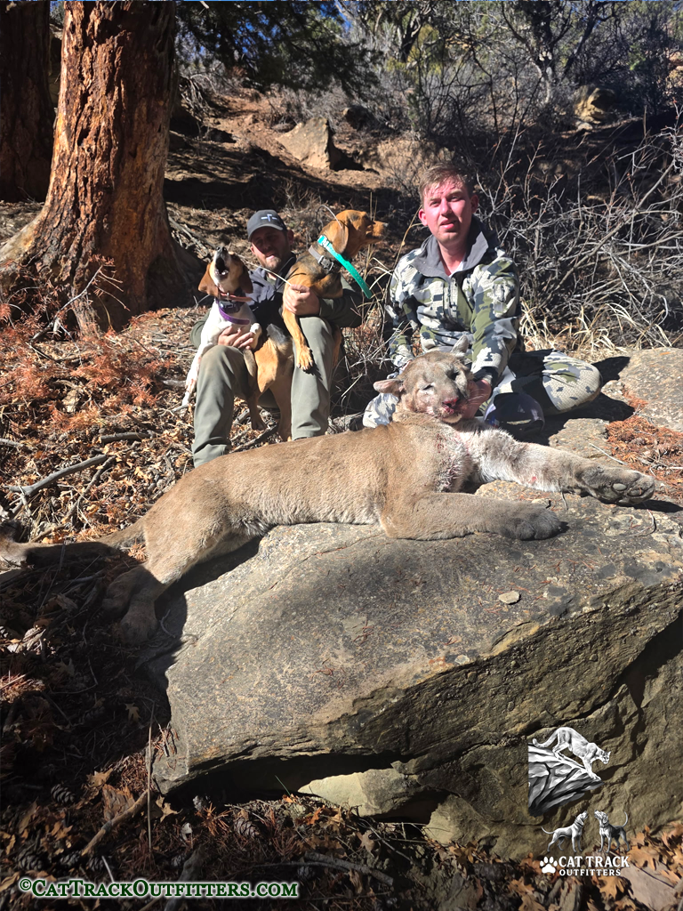 Western Colorado Mountain Lion Hunting