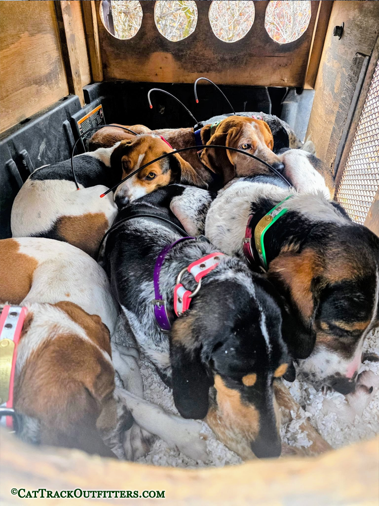 Mountain Lion Hunting Hounds in Collbran Colorado