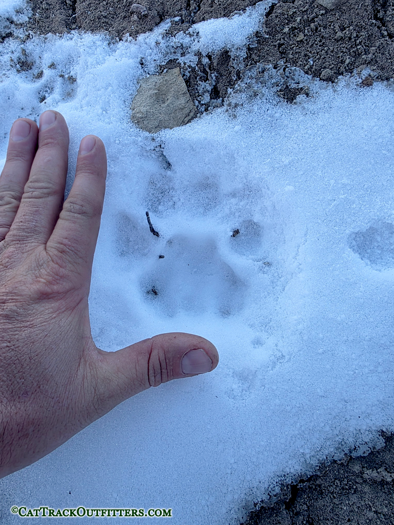 Hunt BIG cats in Colorado with Cat Track Outfitters