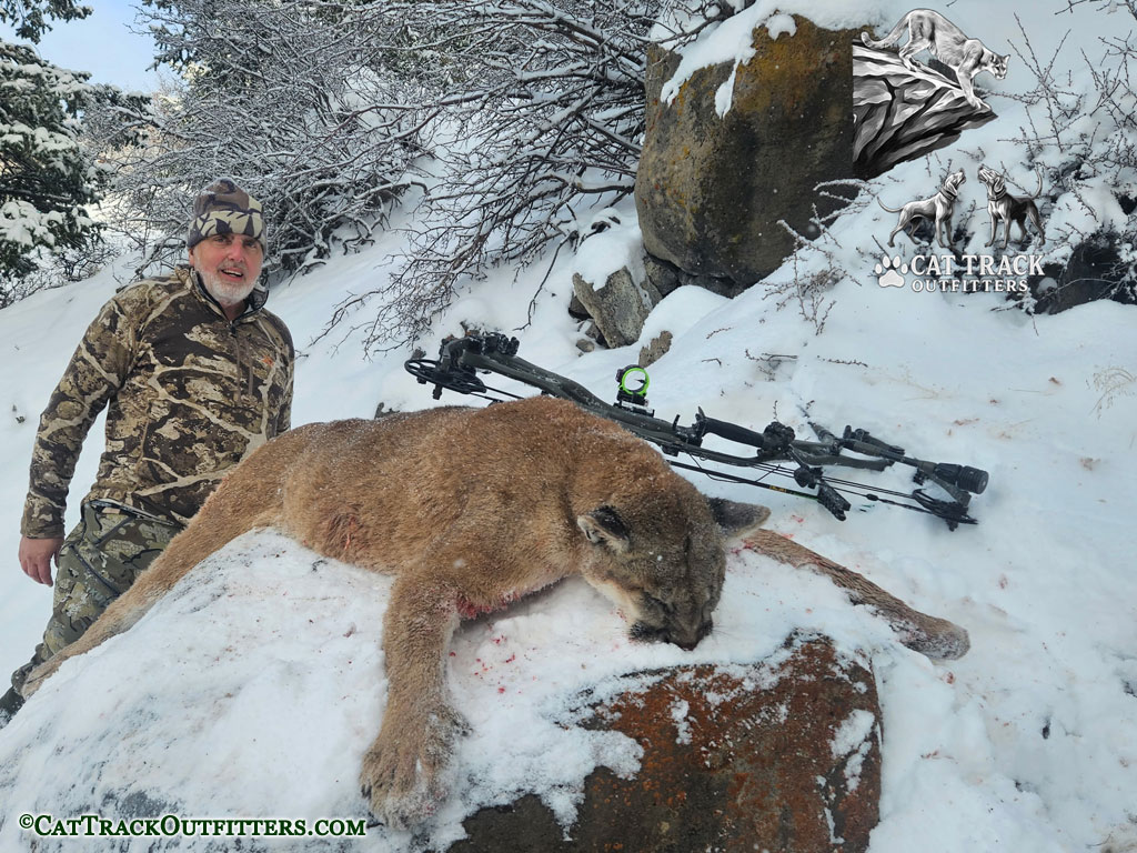 Mountain Lion hunt in Colorado