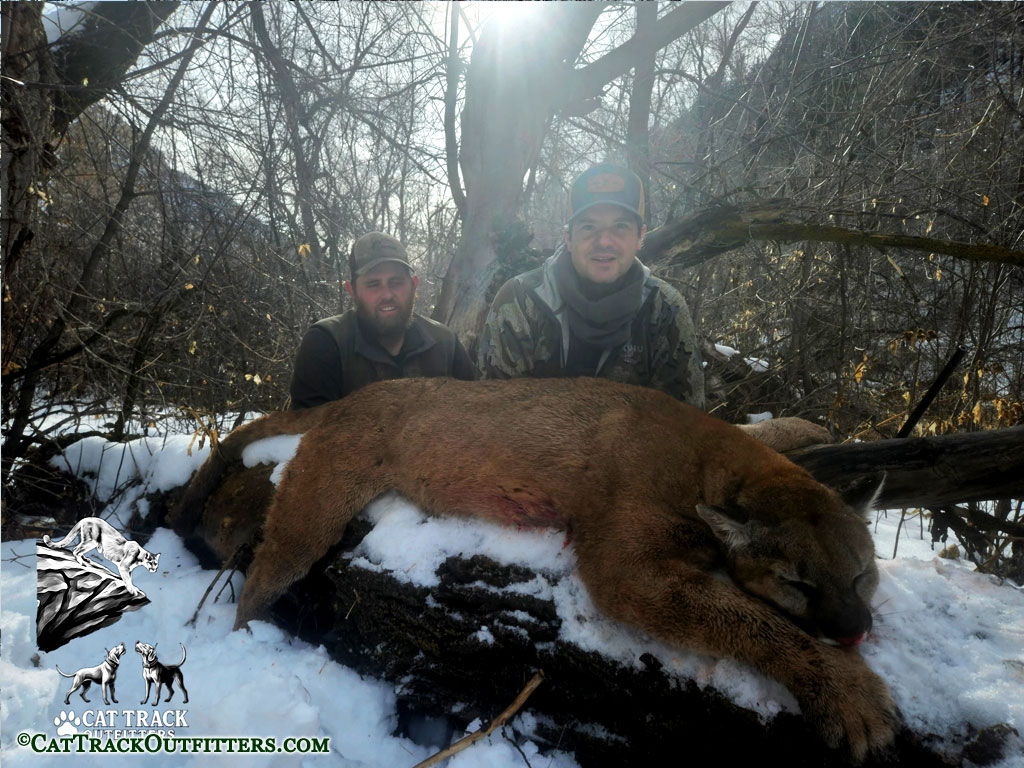 Mountain Lion Hunting in Colorado