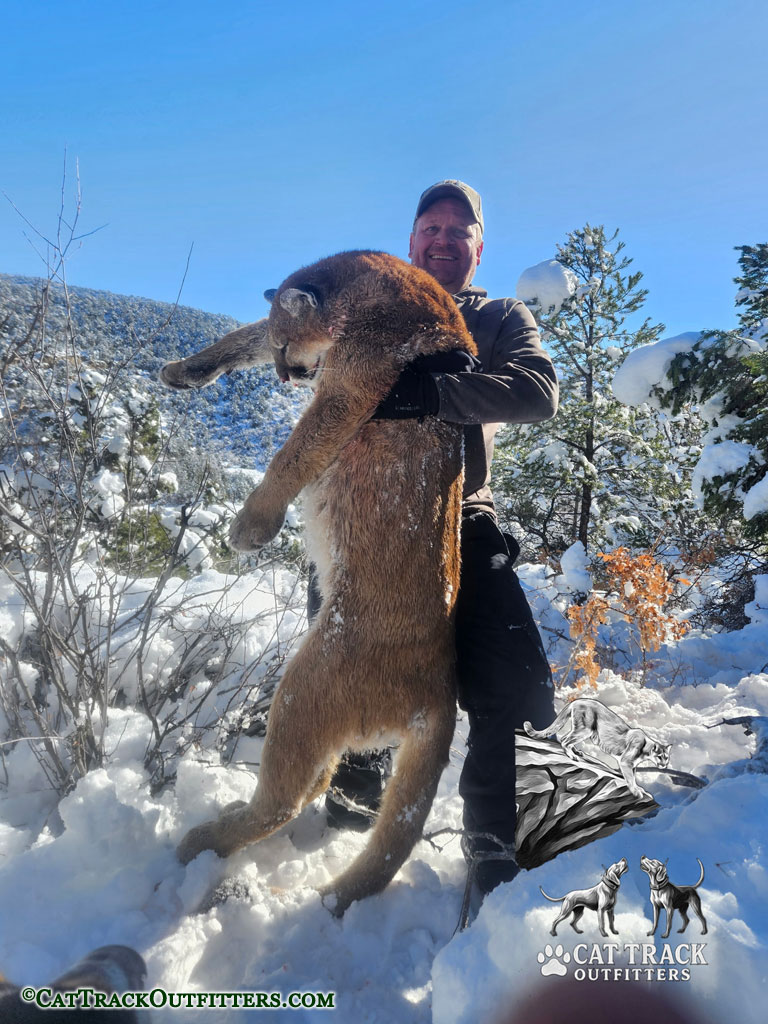 Mountain Lion Hunting in Colorado